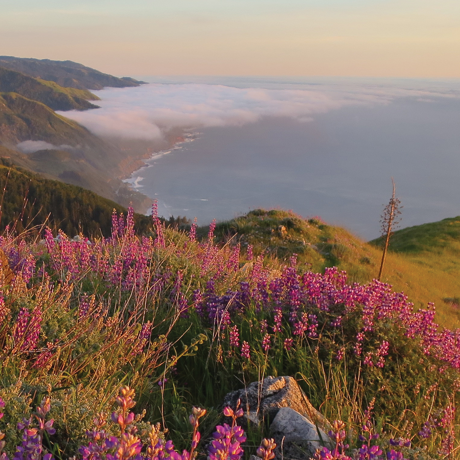 "The Gathering" - logo